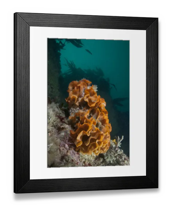 Framed Print : Ross Bryozoan (Pentapora fascialis) L Etac, Sark, British Channel Islands Framed Print : Ross Bryozoan (Pentapora fascialis) L Etac, Sark, British Channel Islands