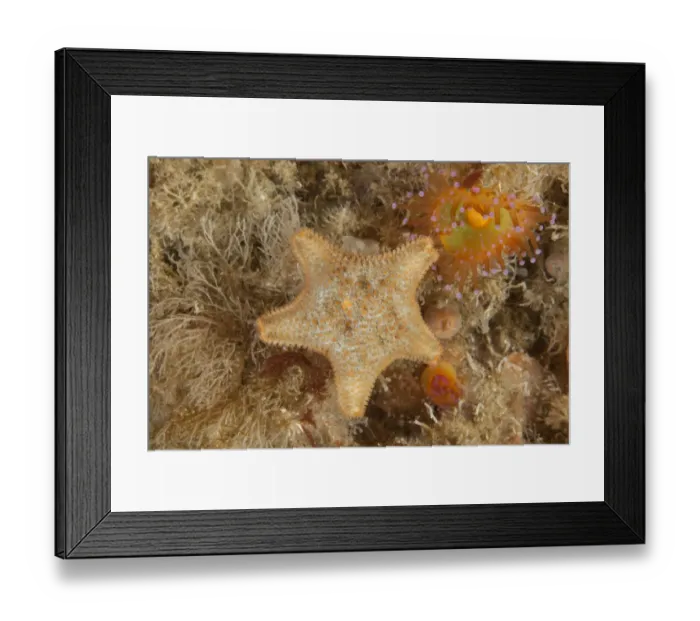 Framed Print : Cushion Star (Asterina gibbosa) L Etac, Sark, British Channel Islands Framed Print : Cushion Star (Asterina gibbosa) L Etac, Sark, British Channel Islands
