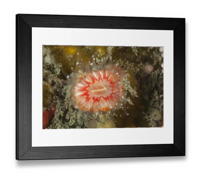 Framed Print : Devonshire cup coral (Caryophyllia smithii) L Etac, Sark, British Channel Islands Framed Print : Devonshire cup coral (Caryophyllia smithii) L Etac, Sark, British Channel Islands