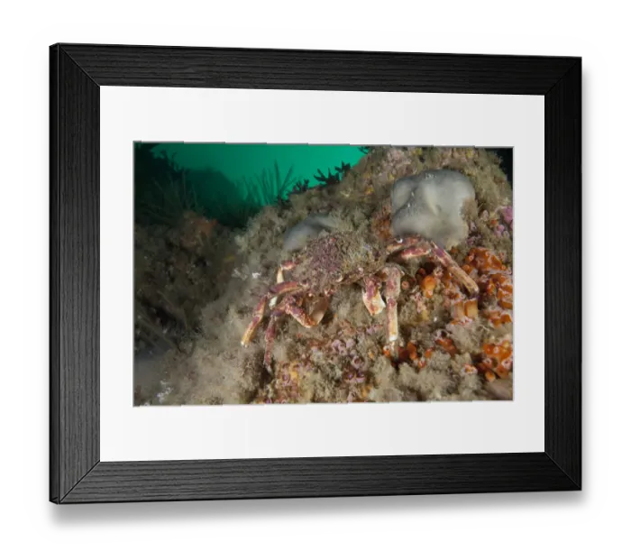 Framed Print : Spiny Spider Crab (Maja squinado) L Etac, Sark, British Channel Islands Framed Print : Spiny Spider Crab (Maja squinado) L Etac, Sark, British Channel Islands