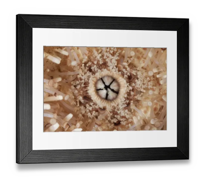 Framed Print : Mouth of Common Sea Urchin (Echinus esculentus) Guillaumesse, Sark, British Channel Islands Framed Print : Mouth of Common Sea Urchin (Echinus esculentus) Guillaumesse, Sark, British Channel Islands