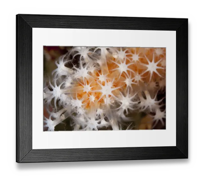 Framed Print : Red Fingers Soft Coral (Alcyonium glomeratum) Sark, British Channel Islands Framed Print : Red Fingers Soft Coral (Alcyonium glomeratum) Sark, British Channel Islands