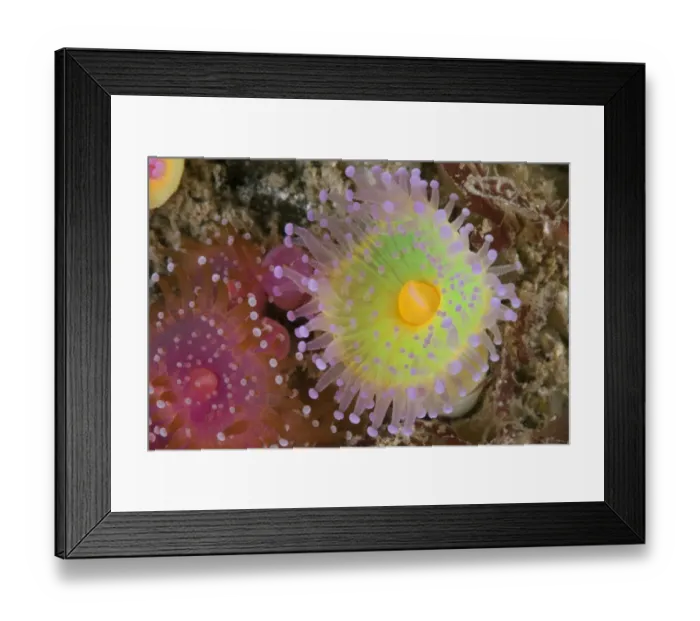 Framed Print : Jewel anemones (Corynactis viridis) Guillaumesse, Sark, British Channel Islands