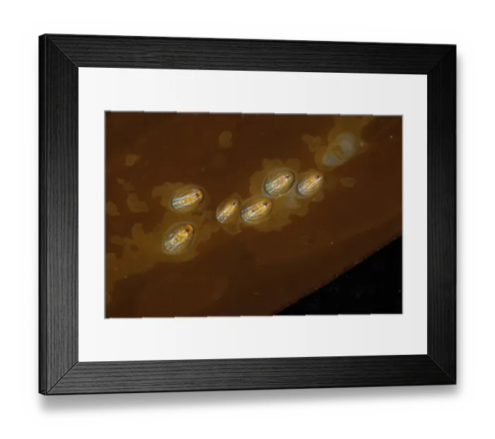 Framed Print : Blue-rayed limpet (Patella pellucida) Guillaumesse, Sark, British Channel Islands Framed Print : Blue-rayed limpet (Patella pellucida) Guillaumesse, Sark, British Channel Islands