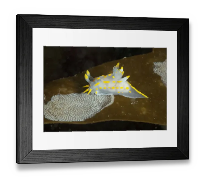 Framed Print : Nudibranch (Polycera quadrilineata) feeding on bryozoan Sea mat (Membranipora membranacea) Framed Print : Nudibranch (Polycera quadrilineata) feeding on bryozoan Sea mat (Membranipora membranacea)