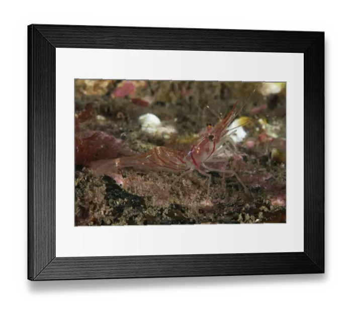 Framed Print : Humpback Prawn (Pandalus montagui) St Abbs Voluntary Marine Reserve, Scotland (North Sea) Framed Print : Humpback Prawn (Pandalus montagui) St Abbs Voluntary Marine Reserve, Scotland (North Sea)