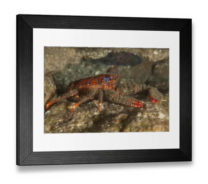 Framed Print : Spiny Squat Lobster (Galathea strigosa) St Abbs Voluntary Marine Reserve, Scotland (North Sea) Framed Print : Spiny Squat Lobster (Galathea strigosa) St Abbs Voluntary Marine Reserve, Scotland (North Sea)