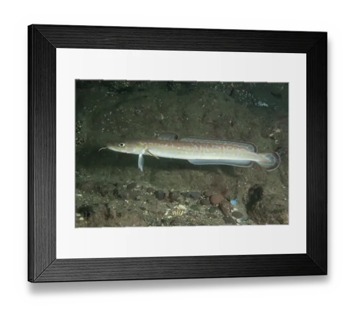 Framed Print : Ling (Molva molva) St Abbs Voluntary Marine Reserve, Scotland (North Sea) Framed Print : Ling (Molva molva) St Abbs Voluntary Marine Reserve, Scotland (North Sea)