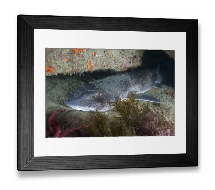 Framed Print : Nursehound (Scyliorhinus stellaris) Sark, British Channel Islands, August Framed Print : Nursehound (Scyliorhinus stellaris) Sark, British Channel Islands, August
