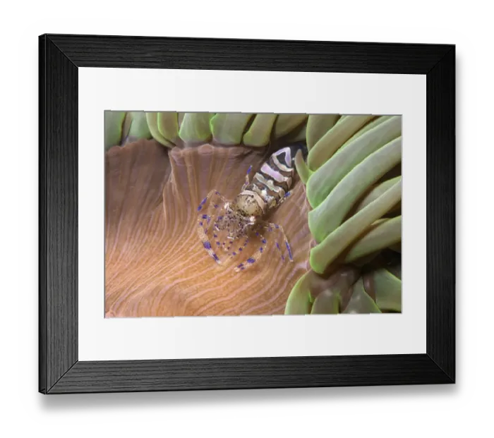 Framed Print : Anemone prawn (Periclimenes sagittifer) on Snakelocks anemone (Anemonia viridis) Jersey Framed Print : Anemone prawn (Periclimenes sagittifer) on Snakelocks anemone (Anemonia viridis) Jersey