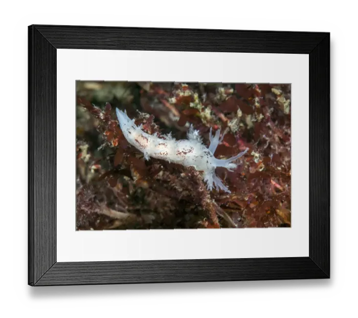Framed Print : Nudibranch (Dendronotus frondosus) Isle of Man, July Framed Print : Nudibranch (Dendronotus frondosus) Isle of Man, July