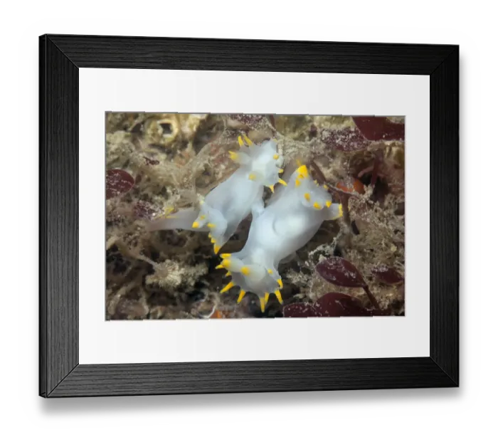 Framed Print : Nudibranchs mating (Polycera faeroensis) Sark, British Channel Islands, July Framed Print : Nudibranchs mating (Polycera faeroensis) Sark, British Channel Islands, July