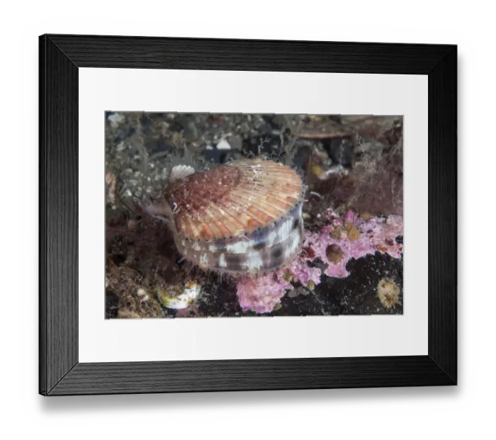 Framed Print : Queen scallop (Aequipecten opercularis) Isle of Man, July Framed Print : Queen scallop (Aequipecten opercularis) Isle of Man, July