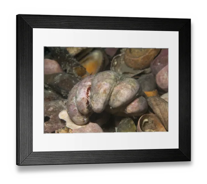 Framed Print : Slipper limpet (Crepidula fornicata) invasive species, Jersey, British Channel Islands Framed Print : Slipper limpet (Crepidula fornicata) invasive species, Jersey, British Channel Islands