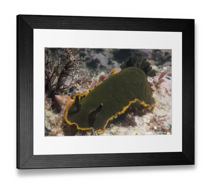 Framed Print : Nudibranch (Dendrodoris limbata) Jersey, British Channel Islands, June Framed Print : Nudibranch (Dendrodoris limbata) Jersey, British Channel Islands, June