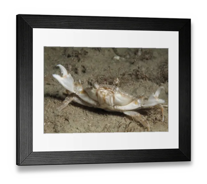 Framed Print : Marbled swimming crab (Liocarcinus marmoreus) Jersey, British Channel Islands, June Framed Print : Marbled swimming crab (Liocarcinus marmoreus) Jersey, British Channel Islands, June
