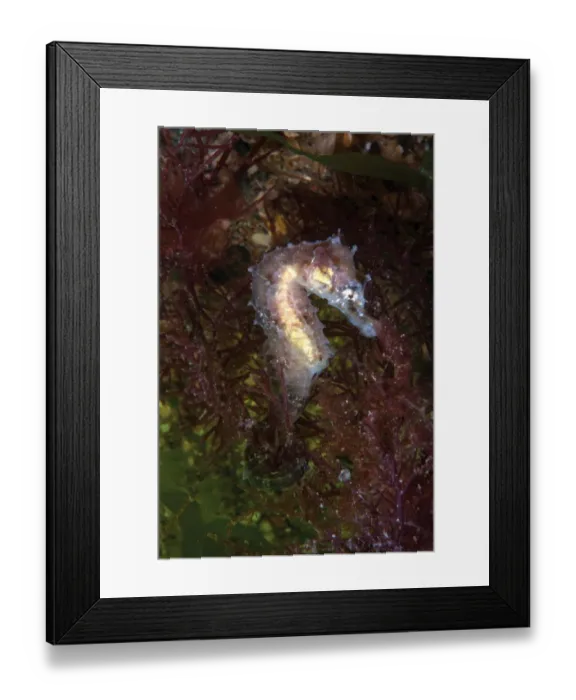 Framed Print : Short snouted seahorse juvenile (Hippocampus hippocampus) Sark, British Channel Islands, August Framed Print : Short snouted seahorse juvenile (Hippocampus hippocampus) Sark, British Channel Islands, August