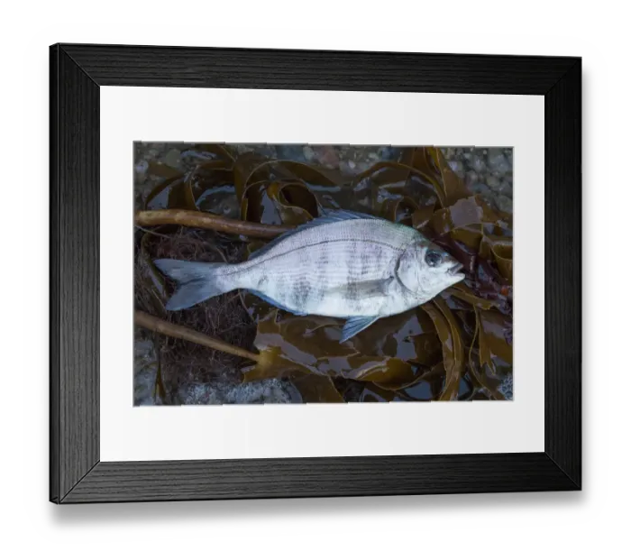 Framed Print : Black Bream (Spondyliosoma cantharus) washed up on shore, Sark, British Channel Islands, August Framed Print : Black Bream (Spondyliosoma cantharus) washed up on shore, Sark, British Channel Islands, August
