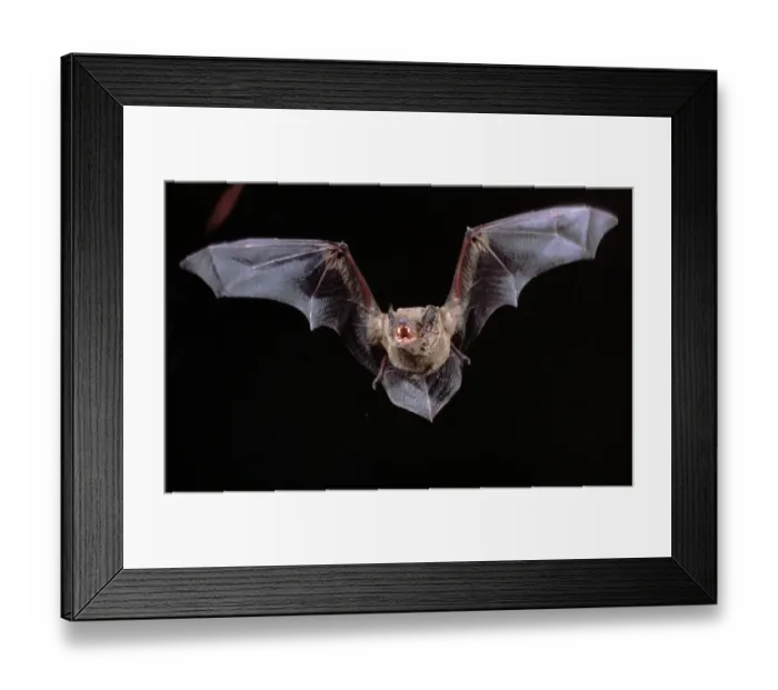 Framed Print : Noctule Bat in flight showing teeth, Germany Framed Print : Noctule Bat in flight showing teeth, Germany