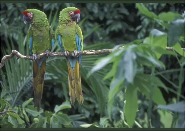 Pair of Military macaws {Ara militaris} captive, from South America