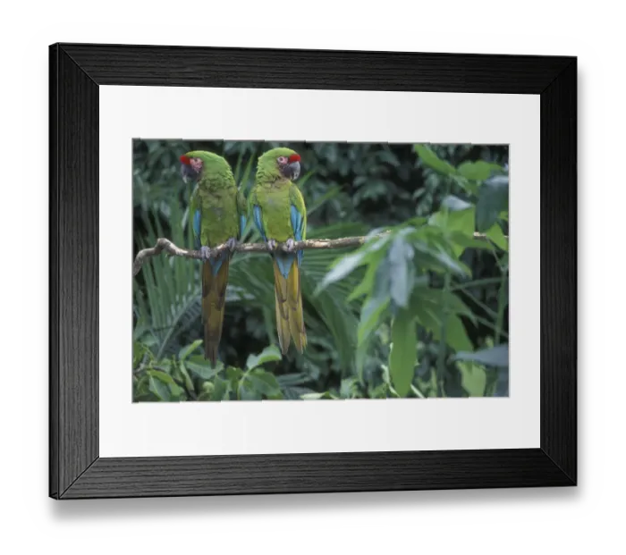 Framed Print : Pair of Military macaws {Ara militaris} captive, from South America Framed Print : Pair of Military macaws {Ara militaris} captive, from South America