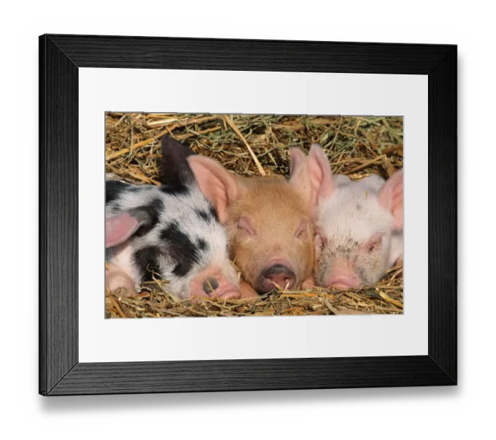 Framed Print : Piglets sleeping {Sus scrofa domestica} USA Framed Print : Piglets sleeping {Sus scrofa domestica} USA