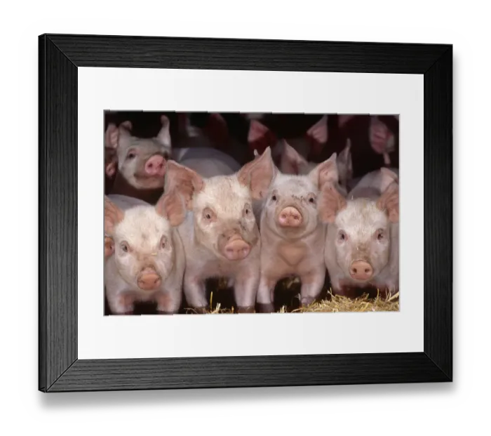 Framed Print : Domestic piglets {Sus scrofa domestica} Devon, UK Framed Print : Domestic piglets {Sus scrofa domestica} Devon, UK