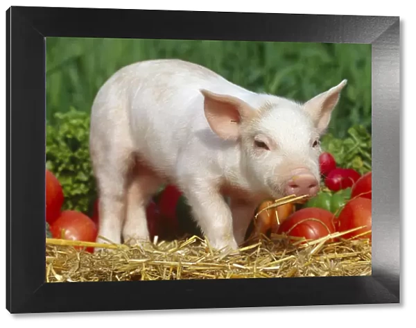 Domsetic piglet with vegetables {Sus scrofa domestica} USA