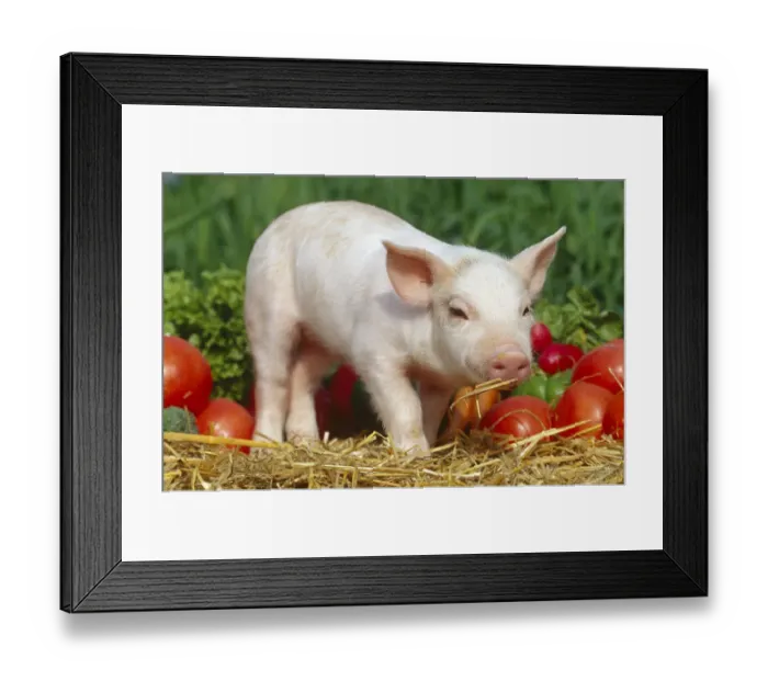 Framed Print : Domsetic piglet with vegetables {Sus scrofa domestica} USA Framed Print : Domsetic piglet with vegetables {Sus scrofa domestica} USA