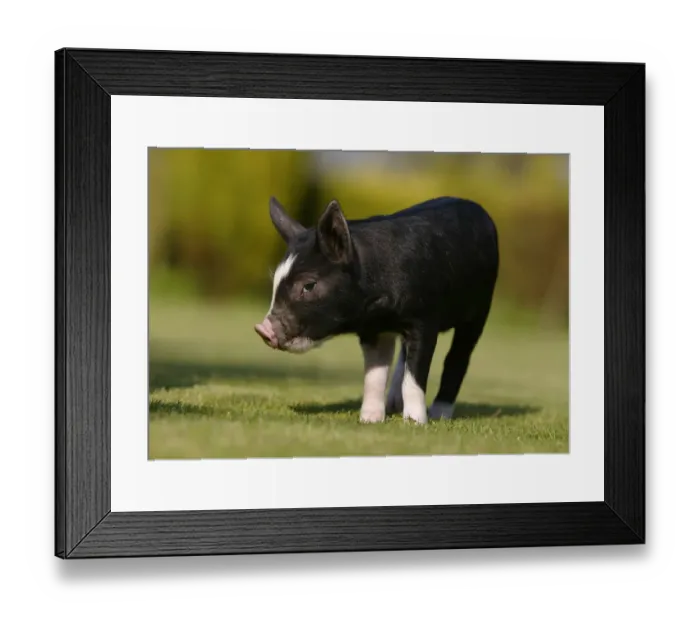 Framed Print : Berkshire piglet (Sus scofa domestica) Wiltshire, UK