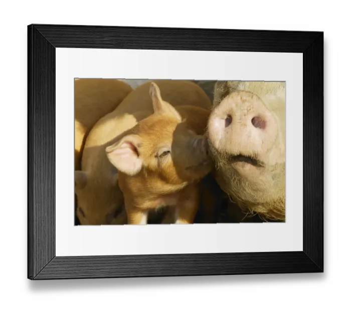 Framed Print : Free range organic piglet sniffing mother, Wiltshire, UK Framed Print : Free range organic piglet sniffing mother, Wiltshire, UK
