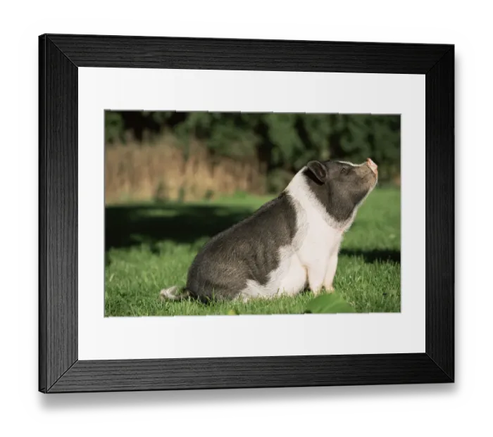 Framed Print : Pot bellied pig sitting {Sus scrofa domestica} USA Framed Print : Pot bellied pig sitting {Sus scrofa domestica} USA