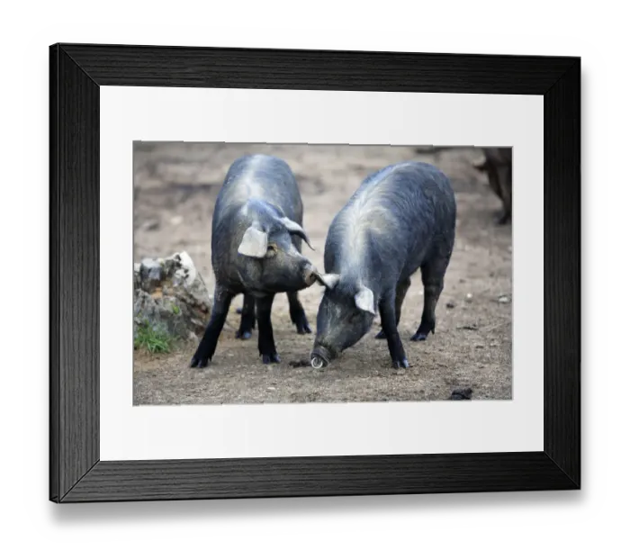 Framed Print : Domestic black pig {Sus scrofa domestica} smelling another pigs ear, Spain Framed Print : Domestic black pig {Sus scrofa domestica} smelling another pigs ear, Spain