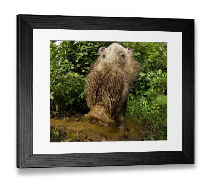 Framed Print : Male Bearded Pig (Sus barbatus) at forest wallow. Bako NP, Sarawak, Borneo, Malaysia