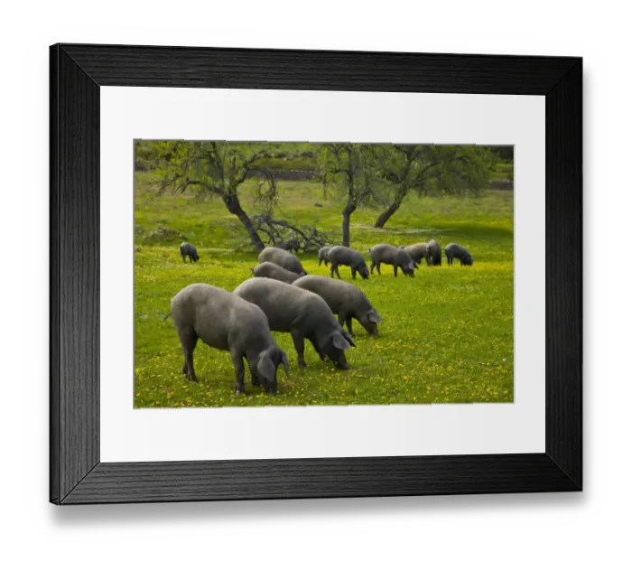 Framed Print : Herd of Spanish black pigs grazing, Sevilla, Andalucia, Spain, March 2008 Framed Print : Herd of Spanish black pigs grazing, Sevilla, Andalucia, Spain, March 2008