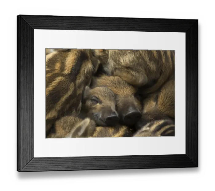 Framed Print : Wild boar (Sus scrofa) piglets sleeping, the Netherlands, April Framed Print : Wild boar (Sus scrofa) piglets sleeping, the Netherlands, April