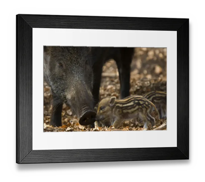 Framed Print : Wild boar (Sus scrofa) mother watching over tiny piglets, the Netherlands, April Framed Print : Wild boar (Sus scrofa) mother watching over tiny piglets, the Netherlands, April