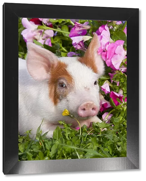 Spotted Piglet, head portrait lying down in grass and pink Petunias, Dekalb, Illinois