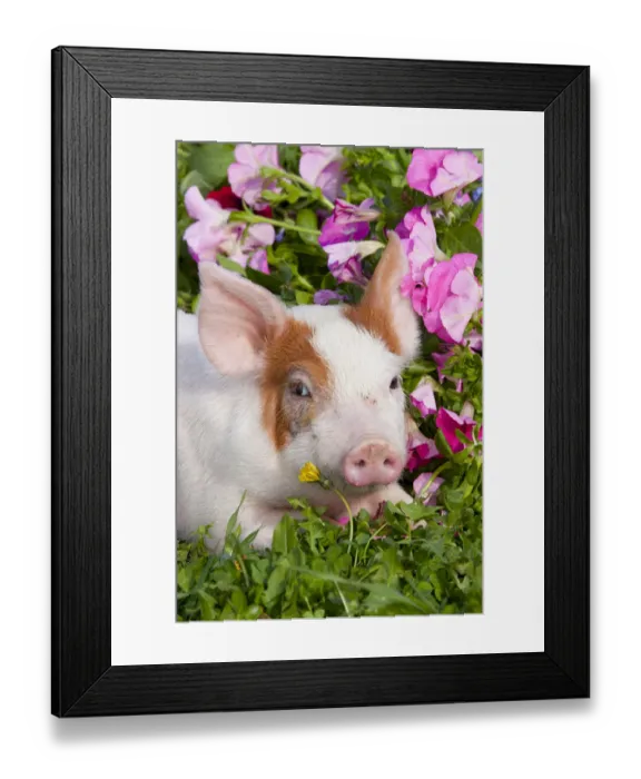 Framed Print : Spotted Piglet, head portrait lying down in grass and pink Petunias, Dekalb, Illinois Framed Print : Spotted Piglet, head portrait lying down in grass and pink Petunias, Dekalb, Illinois