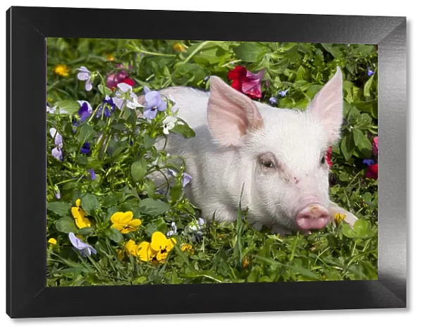 Piglet head portrait, lying down in grass and garden flowers; Dekalb, Illinois, USA