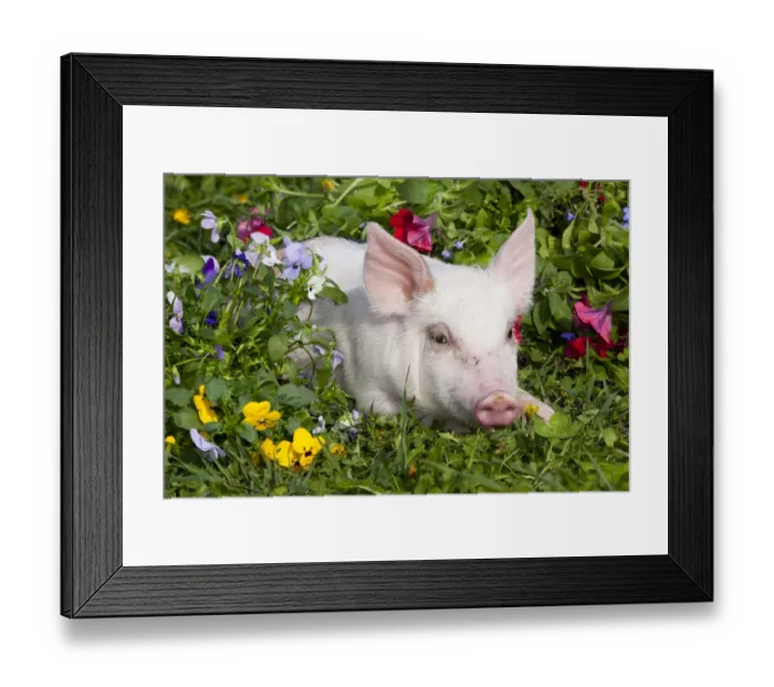 Framed Print : Piglet head portrait, lying down in grass and garden flowers; Dekalb, Illinois, USA Framed Print : Piglet head portrait, lying down in grass and garden flowers; Dekalb, Illinois, USA