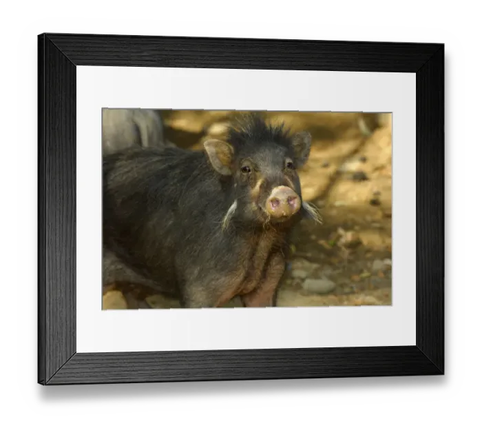Framed Print : Philippines warty pig (Sus philippensis) head portrait. Found in Luzon, Mindoro, Catanduanes Framed Print : Philippines warty pig (Sus philippensis) head portrait. Found in Luzon, Mindoro, Catanduanes
