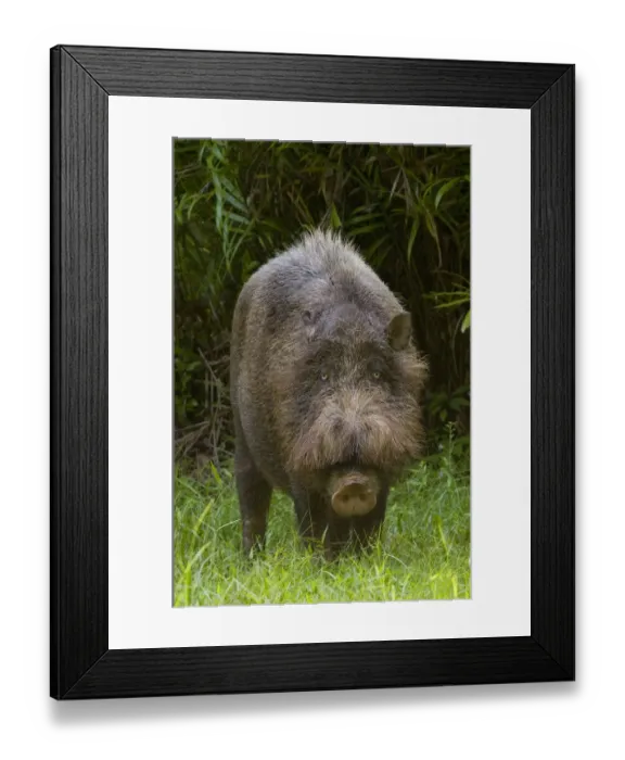 Framed Print : Bearded pig (Sus barbatus) standing in grass, Bako National Park, Sarawak, Borneo Framed Print : Bearded pig (Sus barbatus) standing in grass, Bako National Park, Sarawak, Borneo