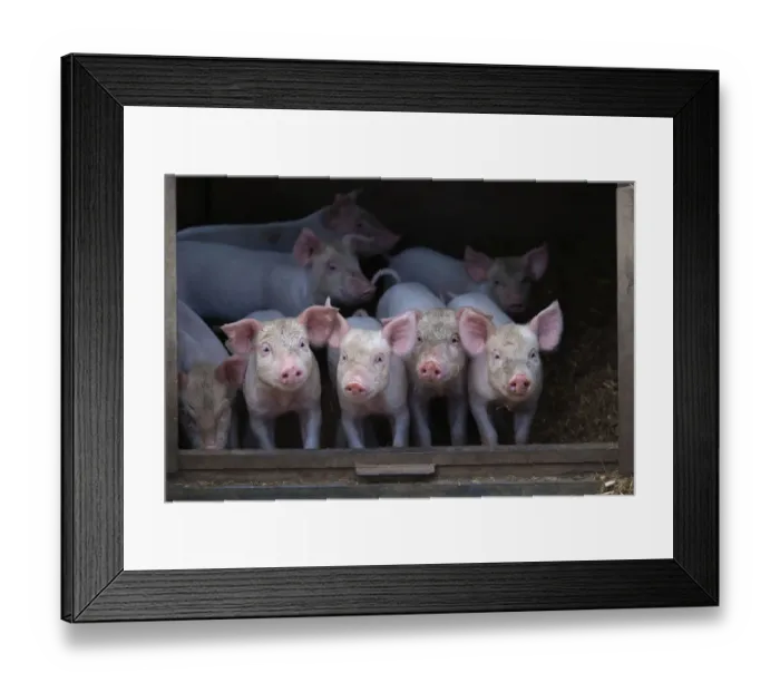 Framed Print : Free range Domestic pig (Sus scrofa domesticus) four piglets at four weeks, UK, July 2010 Framed Print : Free range Domestic pig (Sus scrofa domesticus) four piglets at four weeks, UK, July 2010