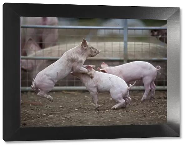 Free range Domestic pig (Sus scrofa domesticus) piglets play fighting, UK, August 2010