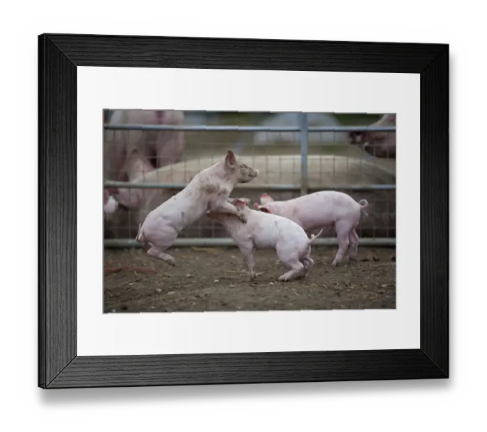 Framed Print : Free range Domestic pig (Sus scrofa domesticus) piglets play fighting, UK, August 2010 Framed Print : Free range Domestic pig (Sus scrofa domesticus) piglets play fighting, UK, August 2010