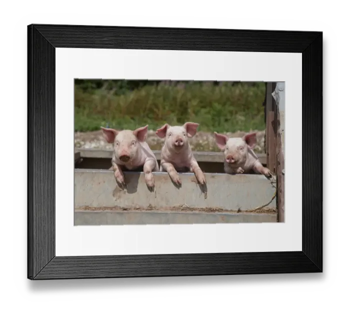 Framed Print : Free range Domestic pig (Sus scrofa domesticus) three piglets in wallow bath, UK Framed Print : Free range Domestic pig (Sus scrofa domesticus) three piglets in wallow bath, UK