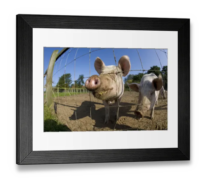 Framed Print : RF- Free range Domestic pig (Sus scrofa domesticus) waiting for feed, UK, August 2010 Framed Print : RF- Free range Domestic pig (Sus scrofa domesticus) waiting for feed, UK, August 2010