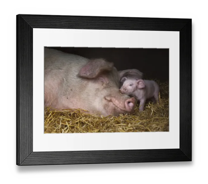 Framed Print : Domestic pig, hybrid large white sow and piglet in sty, UK, September 2010