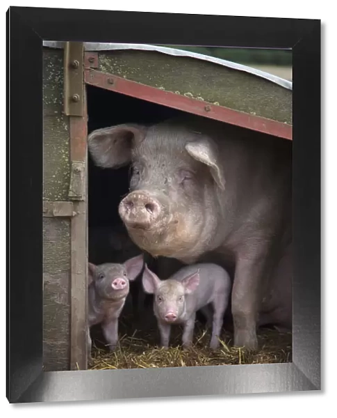 RF- Domestic pig, hybrid large white sow and piglets in sty, UK, September 2010